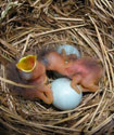 bluebird nestlings hatching.  Photo by Cher Layton
