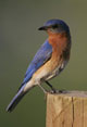 Bluebird.  Photo by Dave Kineer
