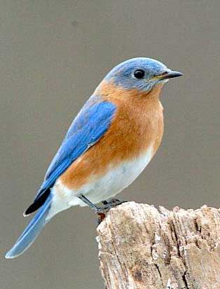 Blue Birds on Obn   Bringing Bluebirds Back