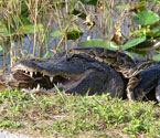 burmese python vs. alligator.  Lori Oberhofer, National Park Service.
