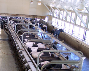 Milking Parlor at Fairvue Farms. Photo by Bet Zimmerman