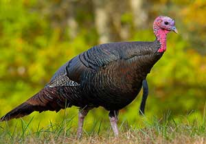 Wild Turkey. Wikimedia Commons
