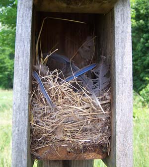 House Sparrow nest. Photo by Bet Zimmerman.