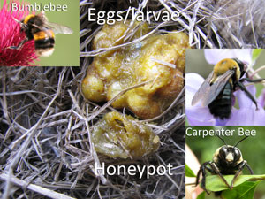 Bumblebee, carpenter bee and honeypot with egg mass