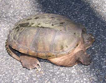 Snapping Turtle trying to cross the road. Photo by Bet Zimmerman