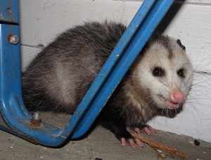 Opossum.  Photo by Bet Zimmerman