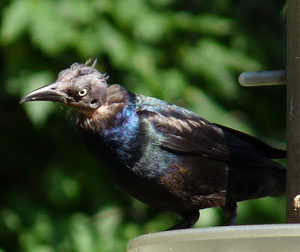 Grackle without feathers on his head.  Photo by Bet Zimmerman