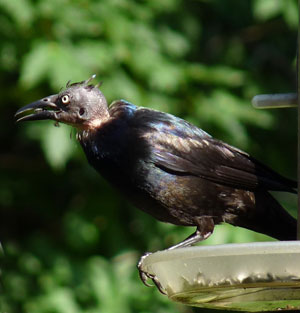 Grackle without feathers.  Photo by Bet Zimmerman