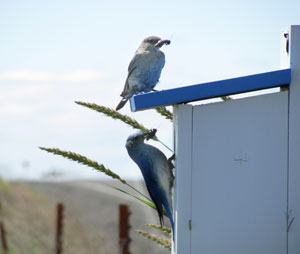 Bluebirds of Bickleton