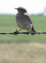 female bluebird. photo by bet zimmerman