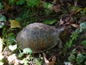 Eastern Box Turtle.  Zimmerman photo