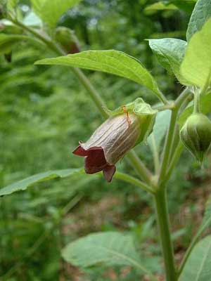 Atropa belladonna.  Wikimedia commons photo.