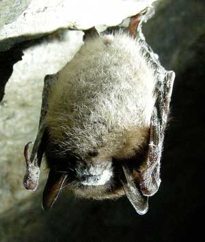 Little brown bat infected with white nose syndrome
