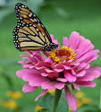 Monarch Butterfly. Photo from Wikipedia Commons.