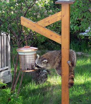 Raccoon robbing bird feeder. Wikimedia Commons photo.