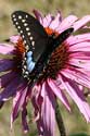 Black Swallowtail. Photo from Wikipedia Commons.