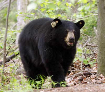 Black Bear in CT. Photo by Paul J. Fusco