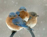 Eastern bluebirds. Photo by Wendell Long