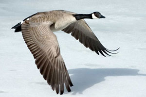 Canada Goose.  Wikimedia Commons photo