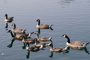 Canada Geese Creche.  Wikimedia Commons photo.
