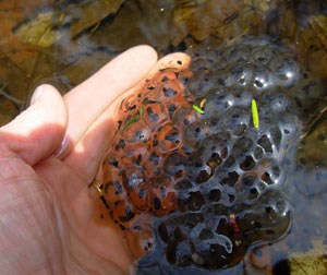 Amphibian eggs. Photo by Cheryl Dziura-Duke.