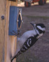 Downy Woodpecker. Photo by Bet Zimmerman.