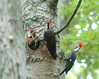 Pileated Woodpecker Family.  Photo by Wendell Long.
