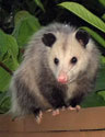Opossum.  Wikimedia Commons photo