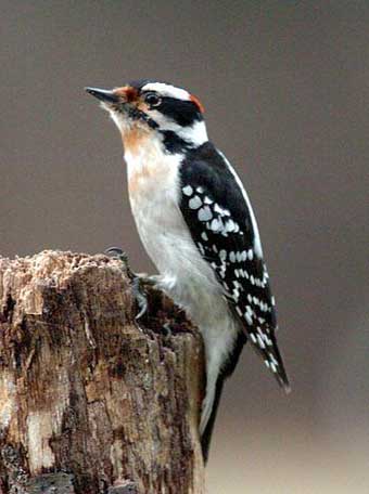 Downy Woodpecker. Photo by Wendell Long.