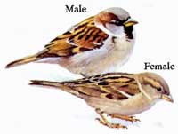 House Sparrow male and female