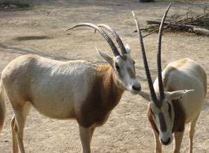 Oryx.  Wikimedia Commons photo.