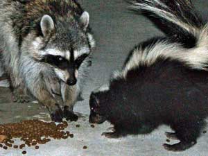raccoon and skunk are potential rabies vectors.  Wikimedia Commons photo