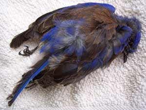 Bluebird killed by House Sparrow.  Photo by Claudia Daigle.