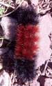 Woolly Bear Caterpillar. Wikimedia Commons photo