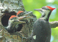 Pileated Woodpeckers.  Photo by Wendell Long.