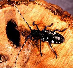 asian long horned beetle