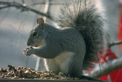 Squirrel at feeder.