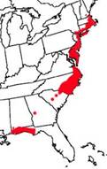 Areas where Atlantic White Cedar is found