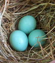 bluebird eggs. Photo by Bet Zimmerman
