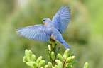Eastern Bluebird. Photo by Wendell Long.
