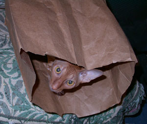 Cat in a bag. Photo by Bet Zimmerman