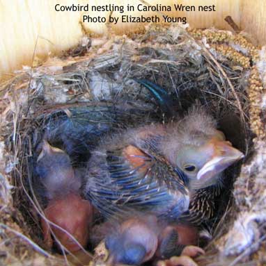cowbird nestling in carolina wren nest. photo by Elizabeth Young of TX
