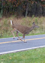 Deer crossing road. Photo by Bet Zimmerman.