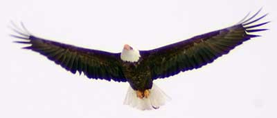 Bald Eagle, photo by Nathaniel Shedd