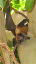 Photo of a Fruit Bat in a fig tree, by C.L. Conroy, Morguefile.com
