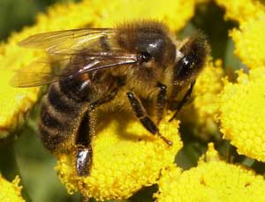 Honeybee.  Wikimedia Commons photo