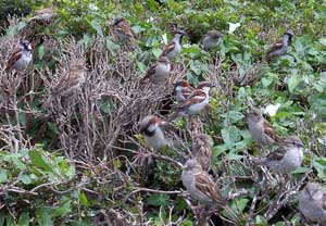 House Sparrow flock (Passer domesticus)