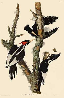 Ivoery-billed Woodpecker, by John James Audubon