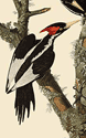 Ivory-billed Woodpecker, segment of Audubon painting