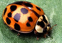 Multi-Colored Asian Lady Beetle (orange lady bug)